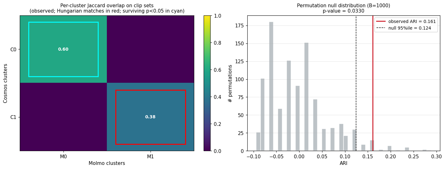 Two-panel figure. Left: 2×2 Jaccard heatmap with cell values 0.60 and 0.375 for the diagonal Hungarian matches; the 0.60 cell is highlighted in cyan as significant under permutation, the 0.375 cell is highlighted in red as below the null threshold. Right: histogram of 1000 permuted ARIs, mean near 0, with the observed ARI = 0.16 marked by a red vertical line and the null 95th percentile at 0.124 marked by a black dashed line.