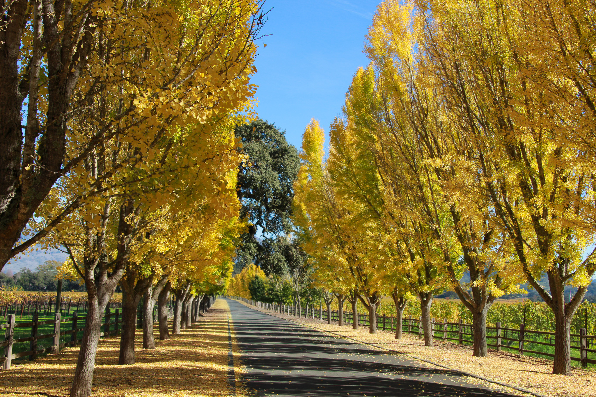 Autumn Tree-Lined Path