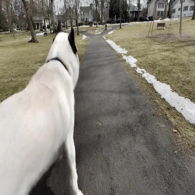 Animal hazard sample